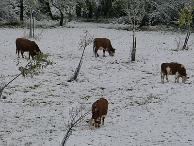 cows, pasture, winter, snow, cold, time of year
