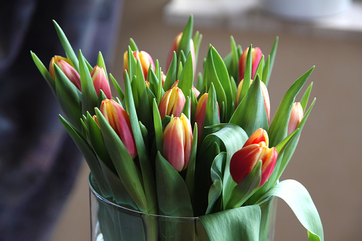 tulipaner, blomster, blader, blomst, våren, natur, makro