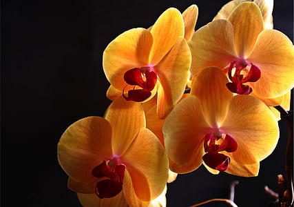 orquídia, flors, planta, groc, inflorescència, flor, tancar