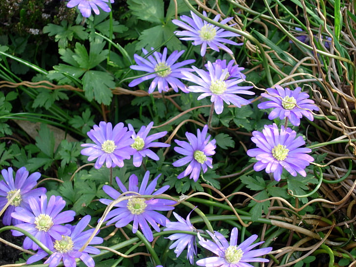 anemones, violet, spring flowers, flowers, garden, flower, plant