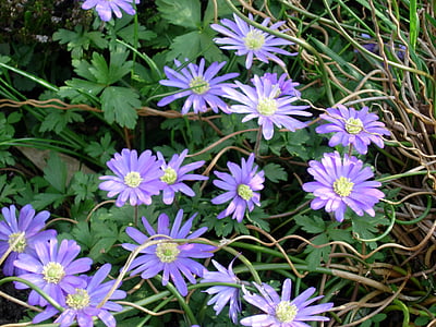 anemones, violeta, flors de primavera, flors, jardí, flor, planta