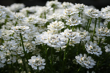 λευκό, λουλούδια, φύση, καλοκαιρινό λουλούδι, λουλούδι, την άνοιξη, φυτό