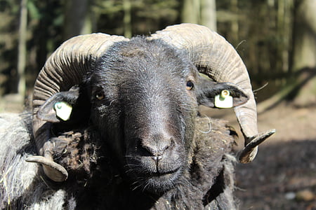 sheep, horns, animal, zoo, deer park, wool, aries