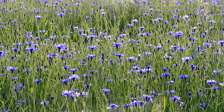 cornflowers, flowers, the beasts of the field, meadow, blue, nature, village