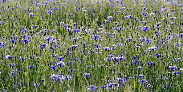 cornflowers, cvetje, zveri na polju, travnik, modra, narave, vasi