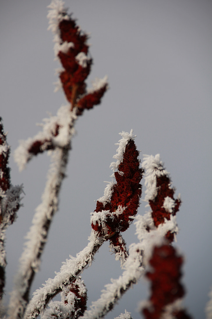 hoarfrost, winter, plant, frost, ice cold, ice, eiskristalle