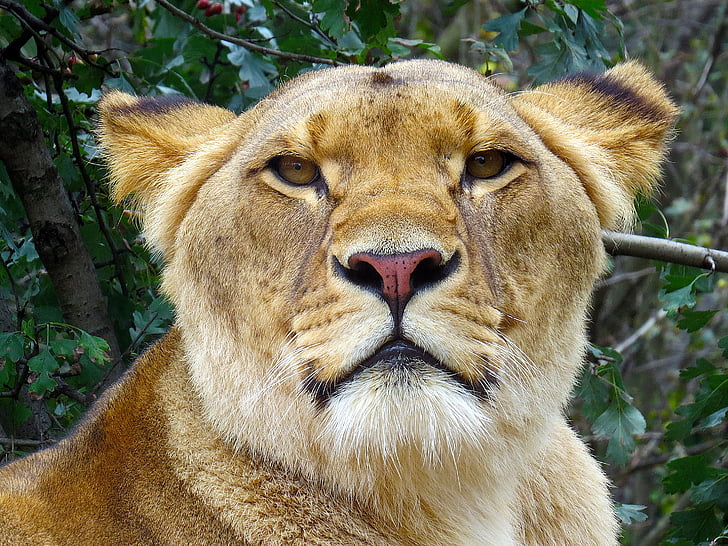 lejon, Lioness, katt, offentligt register, Predator, Zoo, Afrika