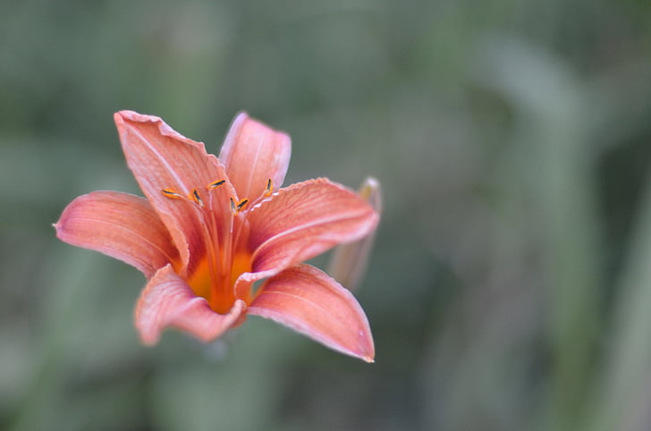 Tiger lily, Blume, Natur