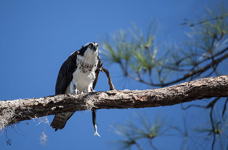 àguila peixatera, Adler, ocell, animal, natura, Florida, EUA