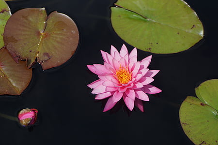 waterlily, pink, pond, flower, bloom, leaf, float