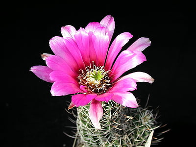cactus, flor, planta, flor, natura, desert de, floració
