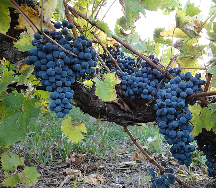 виноград, виноград, Виноградна лоза, вино, виноградник, Винзавод, ферми