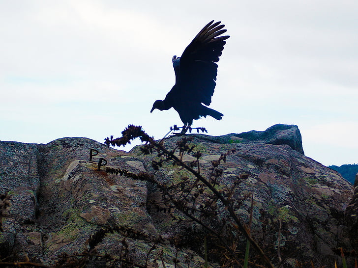 avvoltoio, uccello nero, foresta