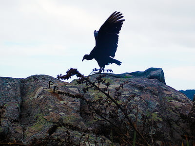 Akbaba, siyah kuş, Orman