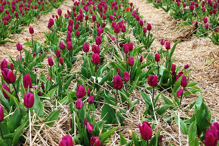 tulips, plantation, picnic, field of tulips, flowers