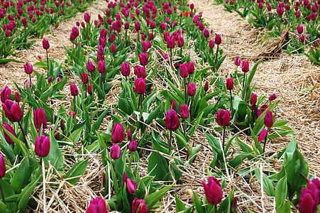 tulpės, plantacija, Piknikas, lauką ir tulpės, gėlės