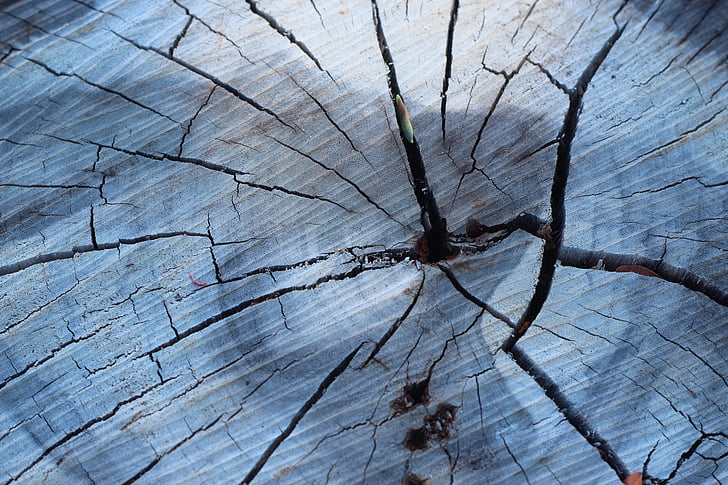 trunk, tree, wood