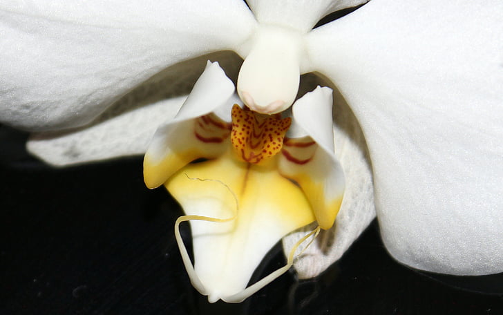 Orquídea, invernadero de orquídeas, Orchidaceae, blanco amarillo, flor, floración, planta de interior