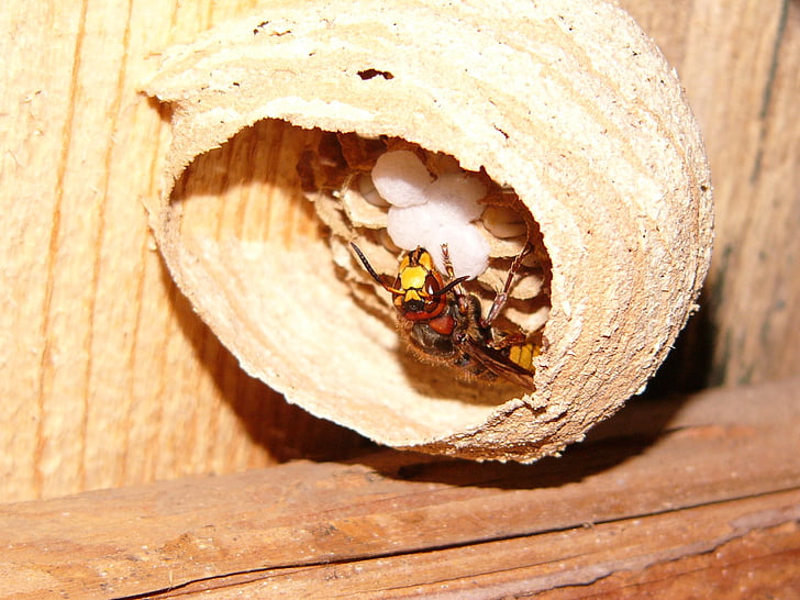 Hornet, hornissennest, natura, niu, ou, insecte