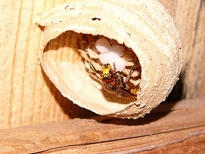 Hornet, hornissennest, Příroda, hnízdo, vajíčko, hmyz