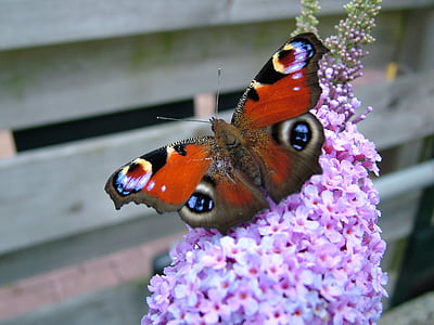 butterfly, peacock, flower, bug, animal, butterfly plant