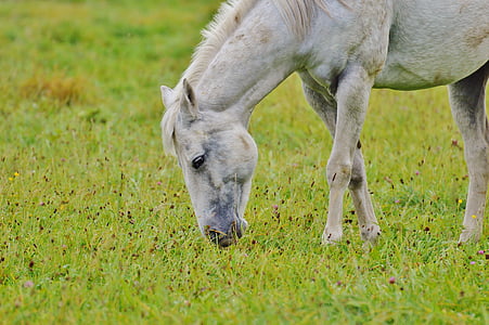 horse, mold, animal, ride, pasture, grazing, white horse