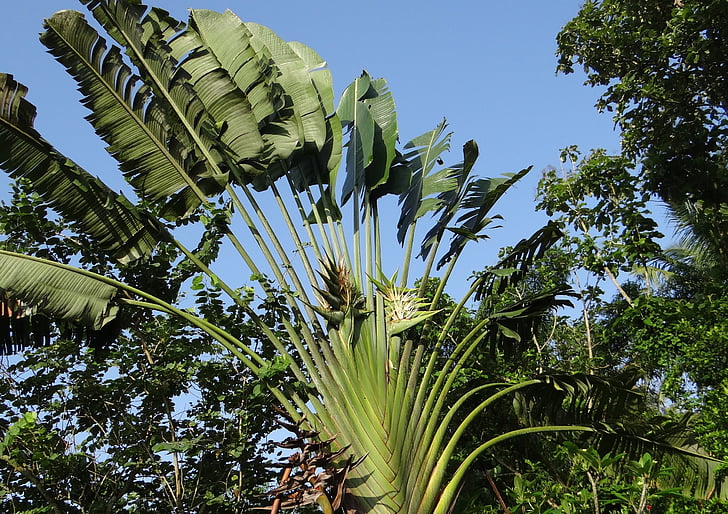 ravenala madagascariensis, Traveller's ağaç, Traveller's palm, strelitziaceae, kodagu, Hindistan