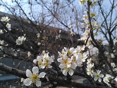 abricot, printemps, fleurs abricots blancs