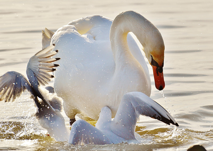 Swan, måker, tvist, vann, Bodensjøen, dyr verden, Lake
