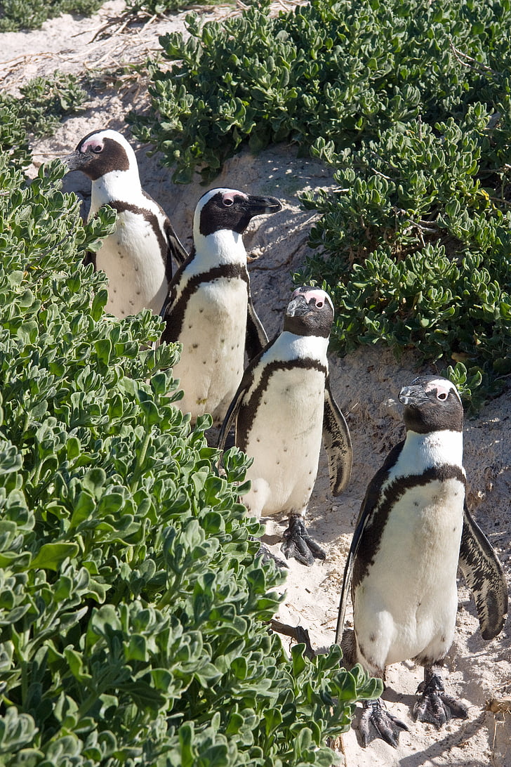 pingüins, animals, sorra