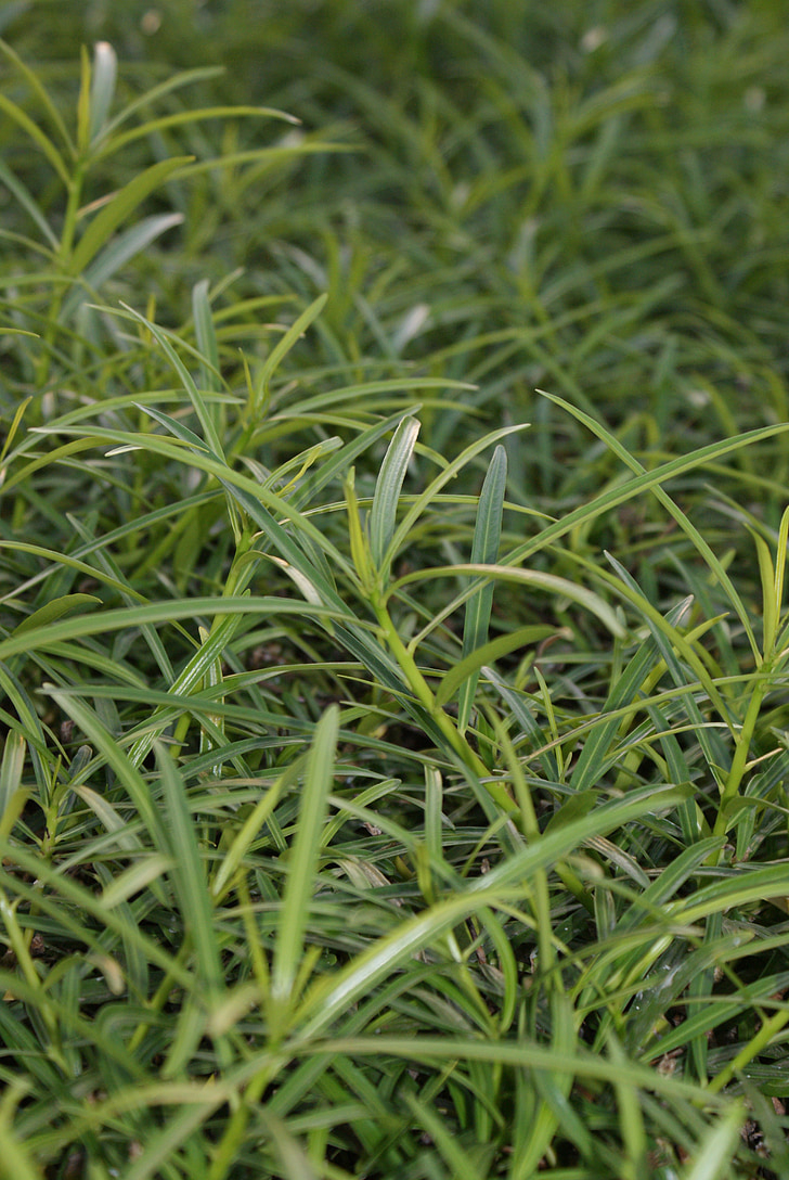 Grass, Grün, Natur