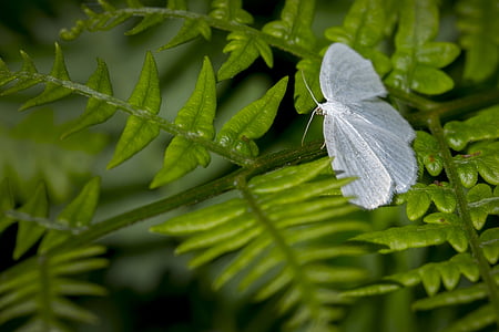 Метелик, Природа, Комаха, листя, макрос