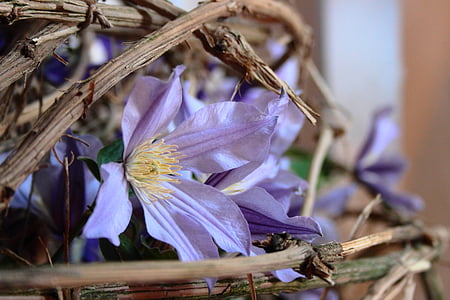 插花, 铁线莲, 分支机构, 紫色, 开花, 绽放, 花
