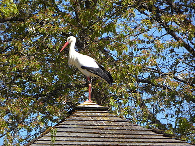 stork, rattle stork, roof, house roof, home, spring, bird