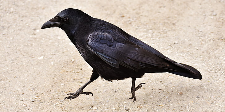 Raaf, kraai, hop, zoeken naar voedsel, vogel, Raven vogel, zwart