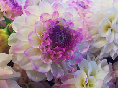 λουλούδι, μπουκέτο, άνθος, άνθιση, μακροεντολή, κινηματογράφηση σε πρώτο πλάνο, ροζ
