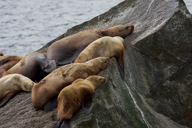leões-marinhos estelares, pedras, a dormir, Costa, Alasca, Kenai fjords national park, Estados Unidos da América