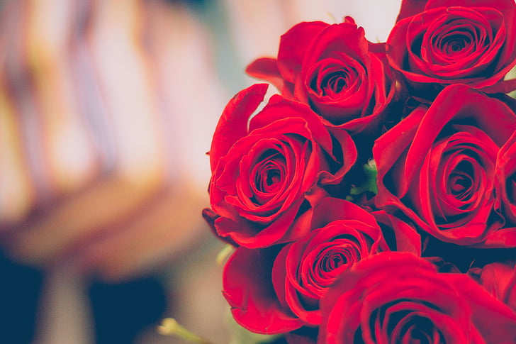 สีแดง, ดอกกุหลาบ, ดอกไม้, กลีบ, ของขวัญ, ความรัก, เบลอ