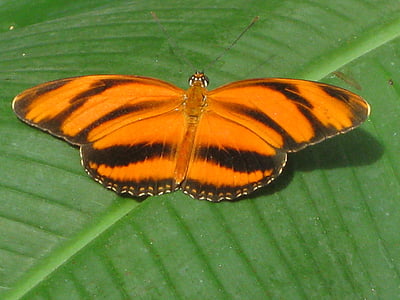 나비, 곤충, 동물, 잎, 자연, 나비-곤충, 동물 날개