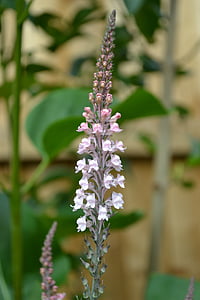 lisimaquia de color rosa pálido, planta, jardín, jardín, Close-up, flor