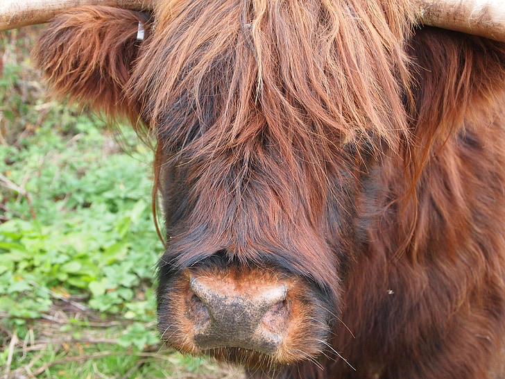 Highland cow, vee, Close-up, zoogdier, bruin, Schotse, Schotland
