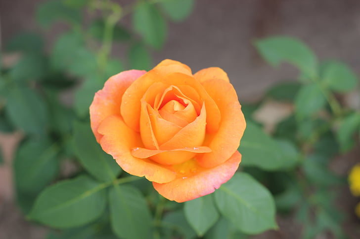 pomarańczowy rose złoty medal, Kwitnienie, ogród, liść, miłość
