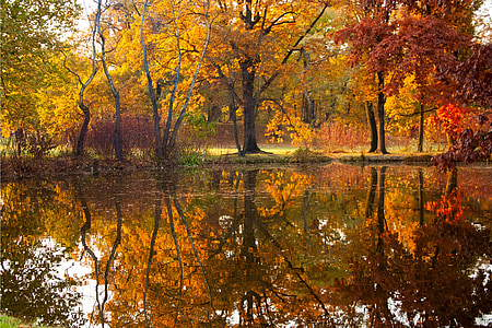 rudenį, tvenkinys, parkas, vandens, Gamta, geltona, lapų