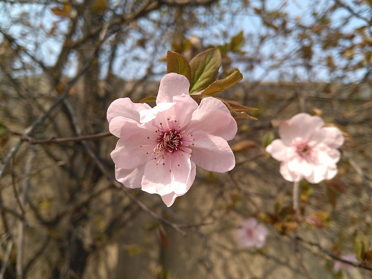 fleur de bégonia, printemps de bégonia soie vertical, 2017 4 4 décembre, Malus halliana koehne, section de maille rose, Apple appartient à
