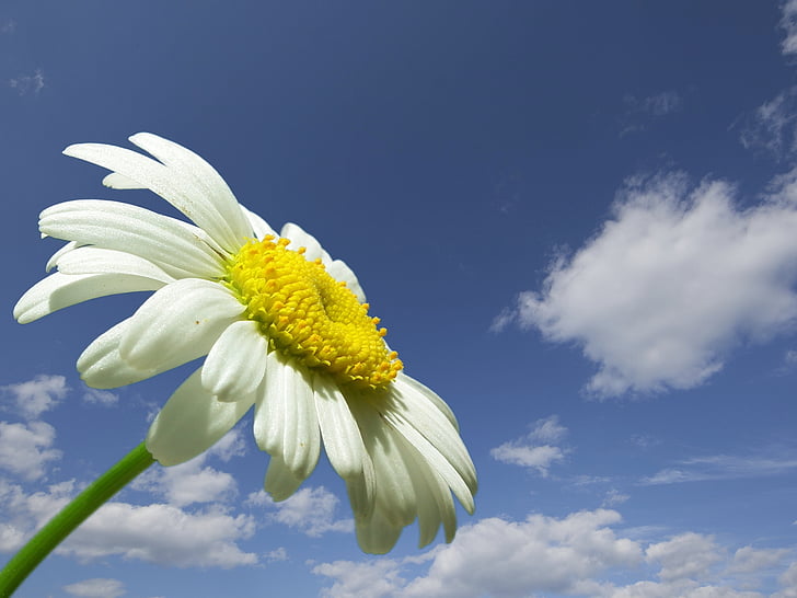 Daisy, fleur, blanc, jaune, nature, été, floral