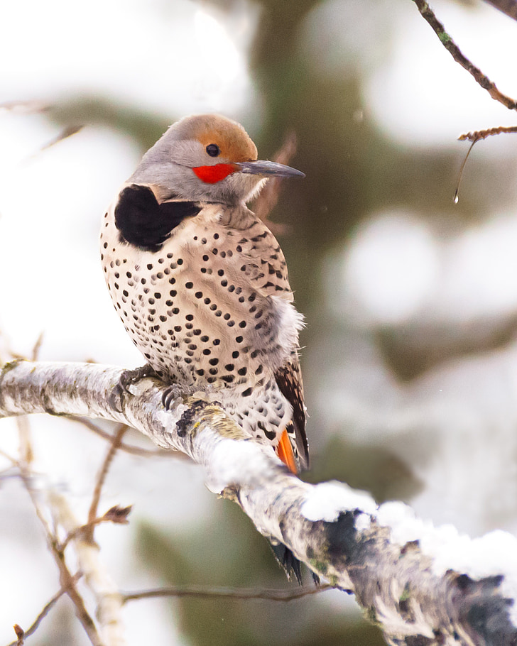 woodpecker, flicker, bird, winter, wildlife
