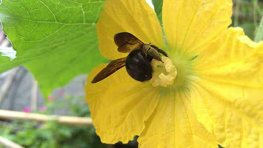 蜜蜂, 宏观, 花, 大黄蜂, 昆虫, 花园