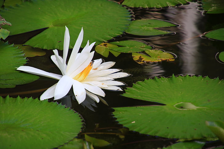 Lotus, ekologi, dammen, vattenverket, Lily pad