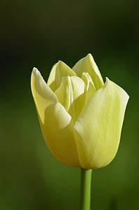 Tulipa, flor, Primavera, amarelo, natureza, planta, pétala