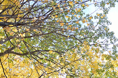 træ, træer, blade, falder, løv, gul, grøn
